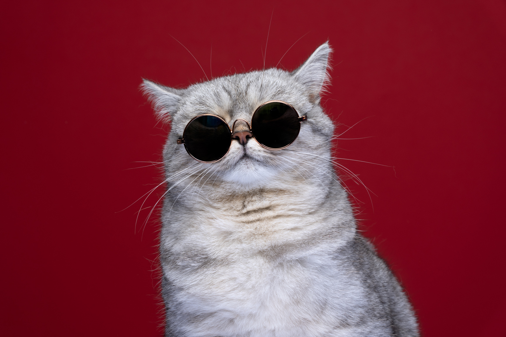 cool cat wearing sunglasses funny portrait